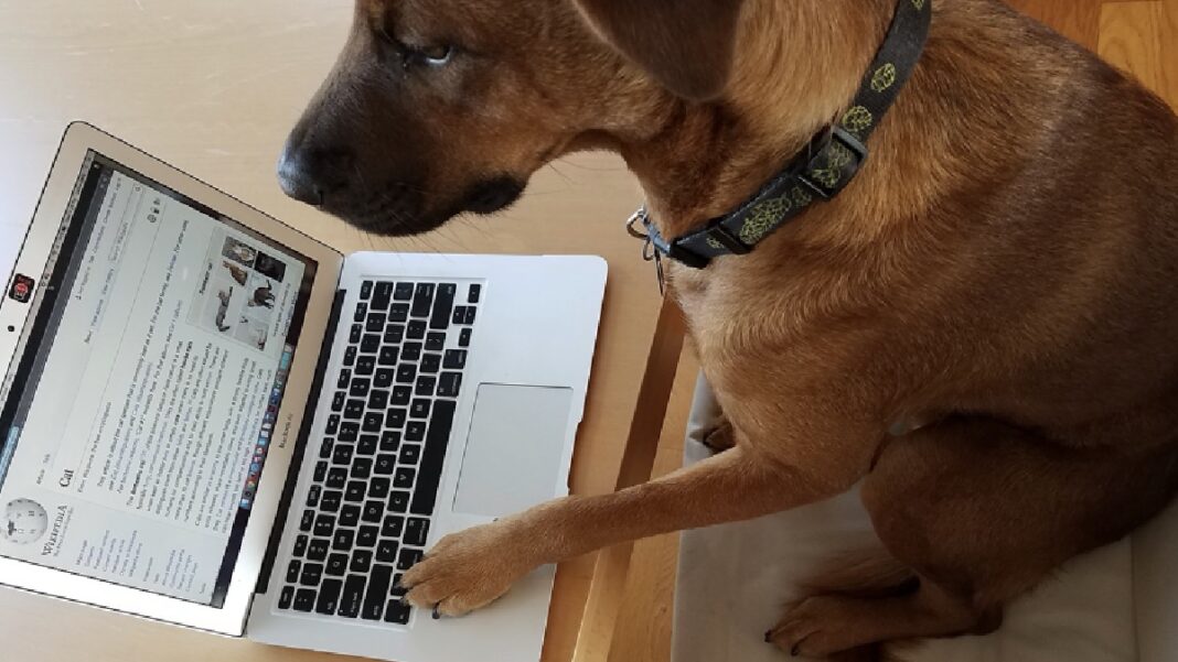 More People Go Online, but Access and Quality Divide Deepens