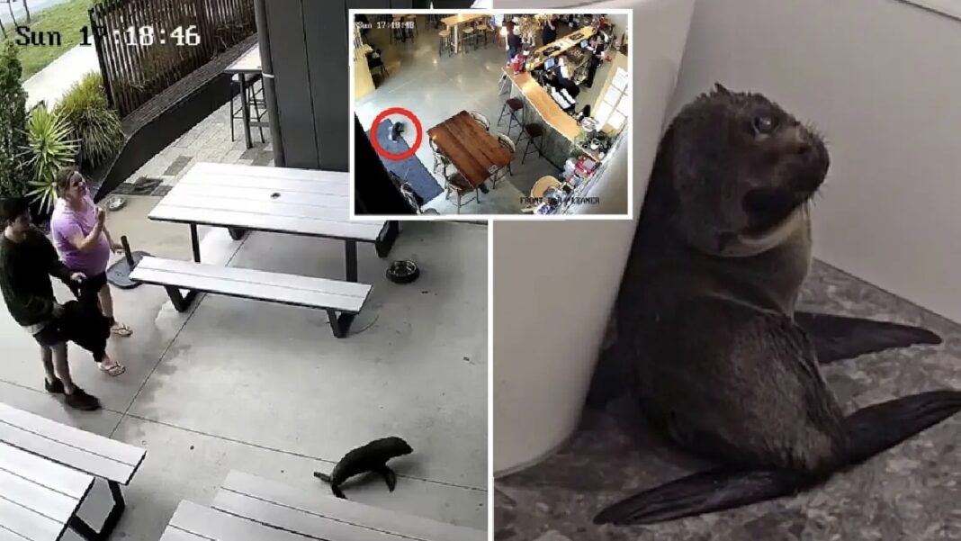 Baby Seal Stuns Guests at NZ Craft Beer Bar