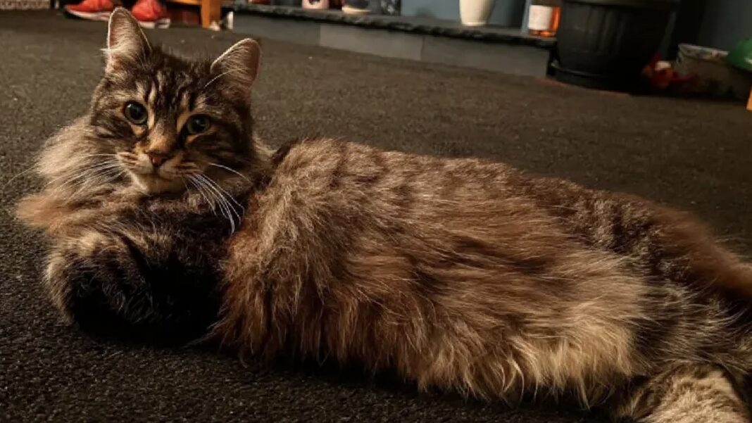 Cat Returned After Suspected Theft