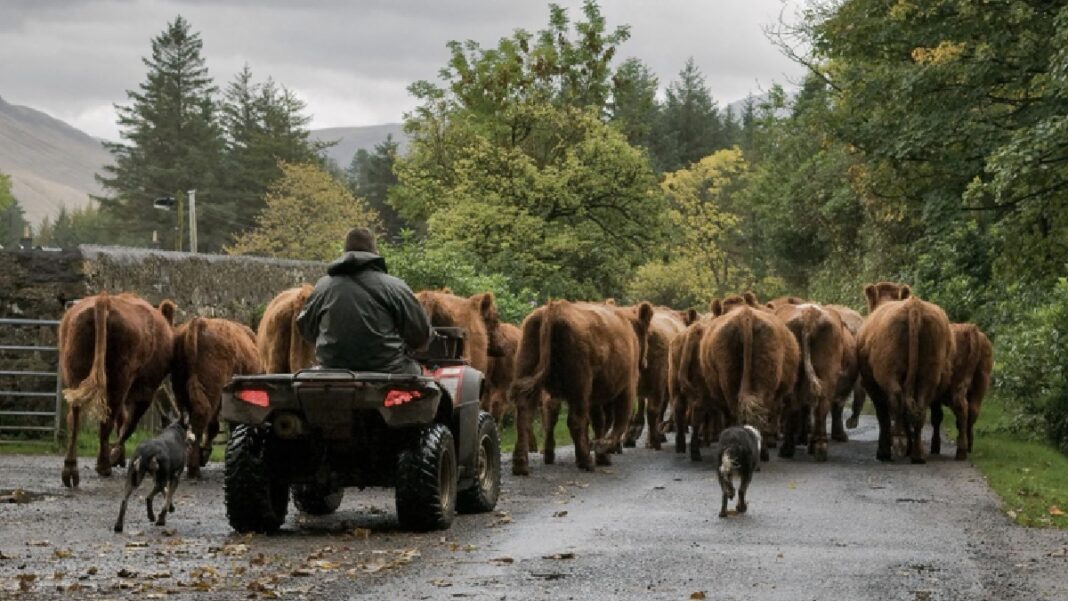 British Farm Products to EU Fall by 37%