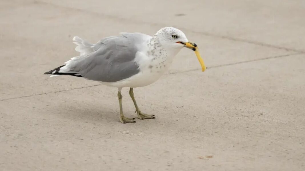 Outrage over light sentence in seagull killing