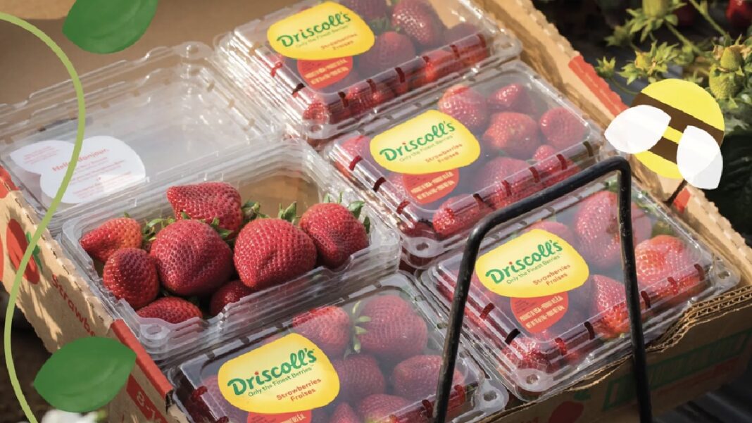PFAS Alarm in Driscoll’s Strawberries PFAS Alarm in Driscoll’s Strawberries