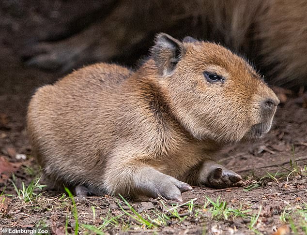 Adorable Capybara Born at Edinburgh Zoo Adorable Capybara Born at Edinburgh Zoo