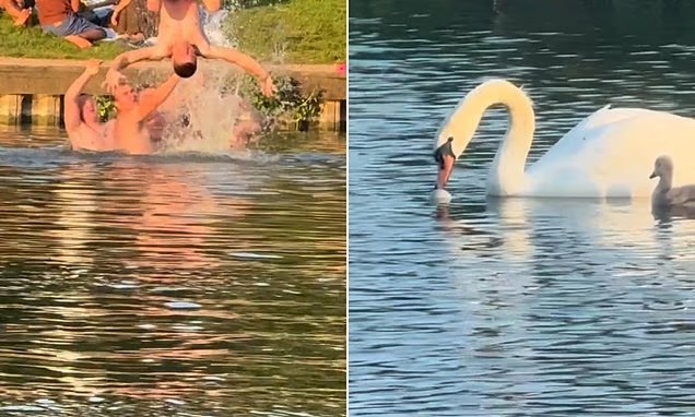 Hampstead Heath Pond Chaos Sparks Wildlife Anger Hampstead Heath Pond Chaos Sparks Wildlife Anger