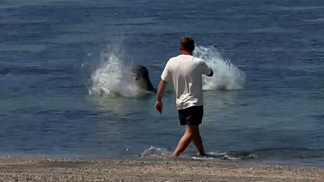 Tourist Says Seal Attack Was to Save Turtles Tourist Says Seal Attack Was to Save Turtles