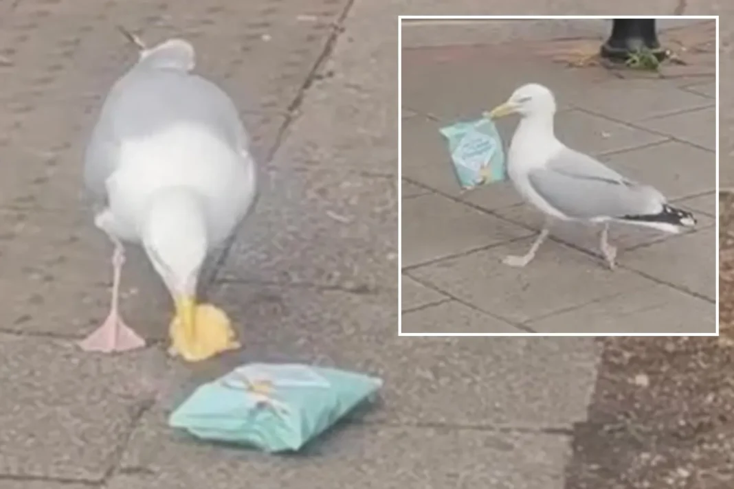 Seagull Snatches Crisps and Eats Them Outside Seagull Snatches Crisps and Eats Them Outside