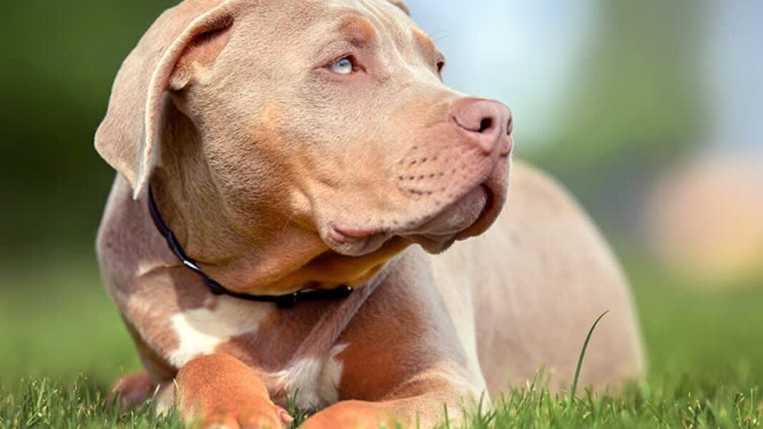 New Rule Bans Children Alone With Dangerous Dogs New Rule Bans Children Alone With Dangerous Dogs