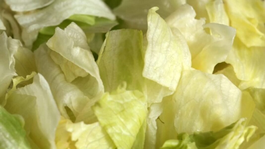 Taylor Farms Recalls Lettuce in 27 States Taylor Farms Recalls Lettuce in 27 States
